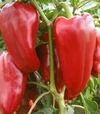 Семена перца Рафаэла F1, п.е. 250 семян (Semo) - 2