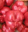 Семена перца Тамина F1, п.е. 250 семян (Semo) - 2