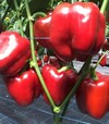 Насіння перцю Ред Дір F1, п.о. 1 тис. насінин (Clause) - 1