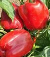 Насіння перцю Касандра F1, п.о. 500 насінин (Moravoseed) - 1