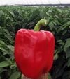 Насіння перцю Амарок F1, п.о. 1 тис. насінин (Clause) - 3
