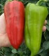 Насіння перцю Радуза F1, п.о. 250 насінин (Semo) - 1