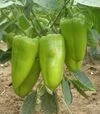 Насіння перцю Радуза F1, п.о. 250 насінин (Semo) - 3