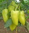 Насіння перцю Слави F1, п.о. 250 насінин (Semo) - 2