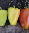 Насіння перцю Венера F1, 5 г (Solare Sementi) - 1