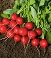 Насіння редису Ровер F1, п.о. 10 тис. насінин (Bejo) - 2