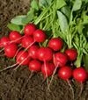 Семена редиса Ровер F1, п.е. 50 тыс. семян, 2,25-2,5 калибр (Bejo) - 2