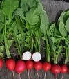 Насіння редису Прада F1, 1 кг (Libra Seeds) - 9