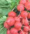 Семена редиса Ролекс F1, п.е. 10 тыс. семян, 2,25-2,5 калибр (Bejo) - 1