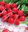 Семена редиса Ролекс F1, п.е. 10 тыс. семян, 2,25-2,5 калибр (Bejo) - 2