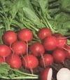 Семена редиса Ровер F1, п.е. 10 тыс. семян, 2,25-2,5 калибр (Bejo) - 2