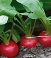 Насіння редису Донар F1, п.о. 10 тис. насінин (Syngenta) - 2