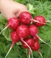 Насіння редису Кварта, 1 кг (Semo) - 3