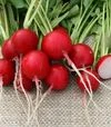 Семена редиса Прима, 250 г (Semo) - 2