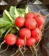 Семена редиса Селеста F1, 250 г (Vitalis) - 2