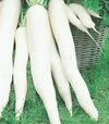 Семена редьки Япана F1, 100 г (Semo) - 1