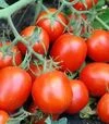 Семена томата Стелларед F1, п.е. 1 тыс. семян (Clause) - 1