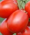 Семена томата Стелларед F1, п.е. 1 тыс. семян (Clause) - 4
