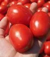 Семена томата Оливенза F1, п.е. 5 тыс. семян (Clause) - 1