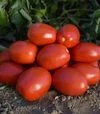 Семена томата Оливенза F1, п.е. 5 тыс. семян (Clause) - 2