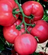 Насіння томату Мануса F1, п.о. 1 тис. насінин (Rijk Zwaan) - 2