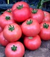 Насіння томату Мануса F1, п.о. 1 тис. насінин (Rijk Zwaan) - 3