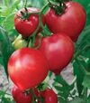 Насіння томату Примадонна F1, 10 г (Ніцcса) - 1