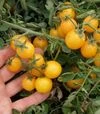 Насіння томату Мініголд, 100 г (Semo) - 1