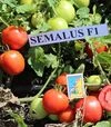 Насіння томату Семалус F1, 20 г (Semo) - 2