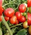 Насіння томату Галера, 25 г (Moravoseed) - 2