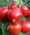 Семена томата Примадонна F1, 50 г (Ницcса) - 2