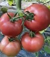 Насіння томату TL 30002 F1, п.о. 1 тис. насінин (Esasem) - 1