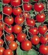 Насіння томату Черрі Блоссом F1, п.о. 1 тис. насінин (Sakata) - 1