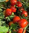Семена томата Джессика F1, п.е. 1 тыс. семян (Sakata) - 3