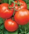 Насіння томату Бобкат F1, п.о. 1 тис. насінин (Syngenta) - 3