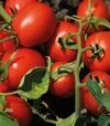 Насіння томату Н6438 F1, п.о. 1 тис. насінин (Nunhems) - 1