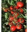 Насіння томату Н6438 F1, п.о. 1 тис. насінин (Nunhems) - 2