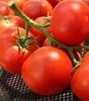 Насіння томату Джампакт F1, п.о. 1 тис. насінин (Sakata) - 3