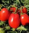 Семена томата Апгрейд F1, п.е. 10 тыс. семян (Esasem) - 1