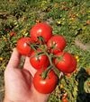 Насіння томату Керо F1, п.о. 10 тис. насінин (Esasem) - 5