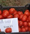 Насіння томату Керо F1, п.о. 10 тис. насінин (Esasem) - 6