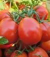 Насіння томату Руфус F1, п.о. 10 тис. насінин (Esasem) - 3