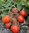 Насіння томату Руфус F1, п.о. 10 тис. насінин (Esasem) - 4