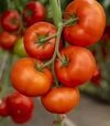 Насіння томату Анненфельд F1, п.о. 100 насінин (Rijk Zwaan) - 1