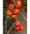 Насіння томату Анненфельд F1, п.о. 100 насінин (Rijk Zwaan) - 2