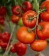 Насіння томату Анненфельд F1, п.о. 100 насінин (Rijk Zwaan) - 3