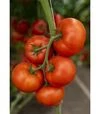 Насіння томату Анненфельд F1, п.о. 100 насінин (Rijk Zwaan) - 4