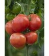 Насіння томату Анненфельд F1, п.о. 100 насінин (Rijk Zwaan) - 6