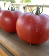 Насіння томату TL 30002 F1, п.о. 100 насінин (Esasem) - 3