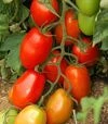 Насіння томату Океано F1, п.о. 100 насінин (Sakata) - 1